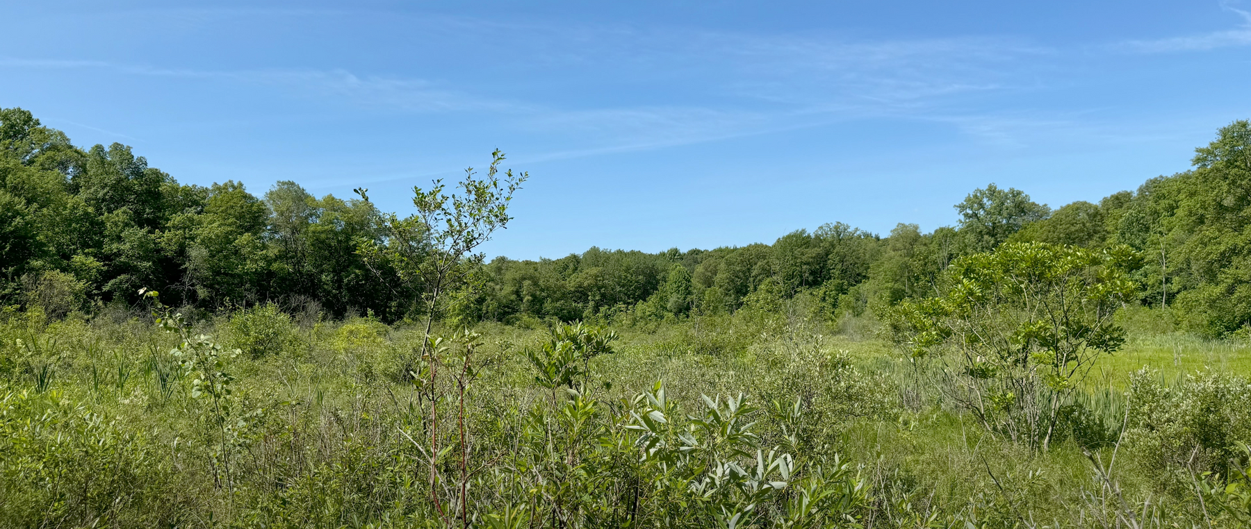 Rare Michigan Wetlands: Prairie Fen Video