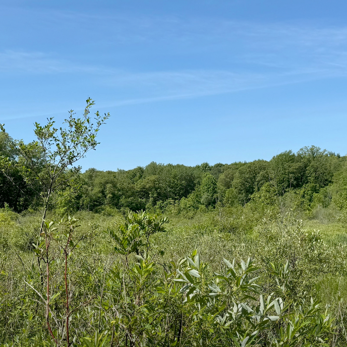 Rare Michigan Wetlands: Prairie Fen Video