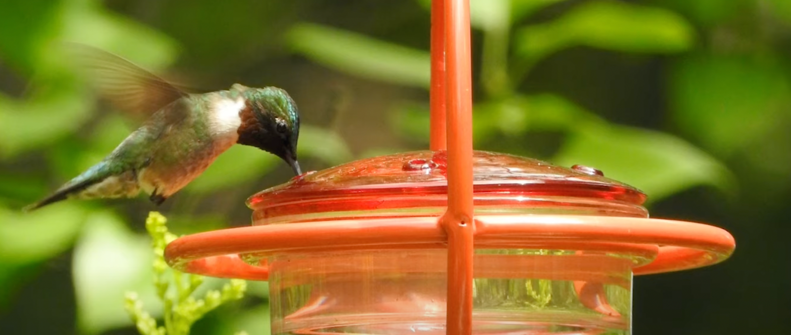 Ruby-throated Hummingbird Video