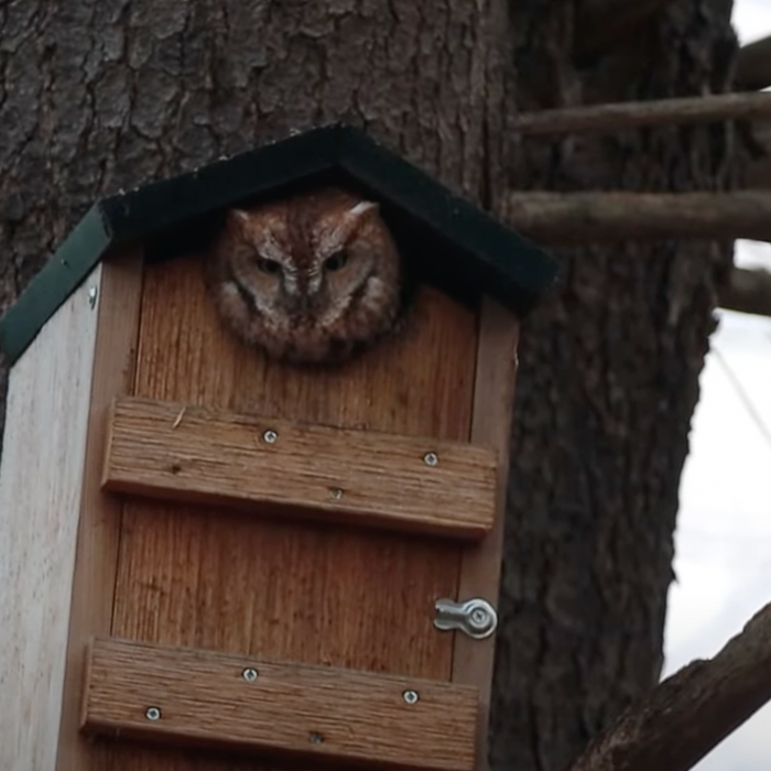 Screech Owl Nest Box Update Video