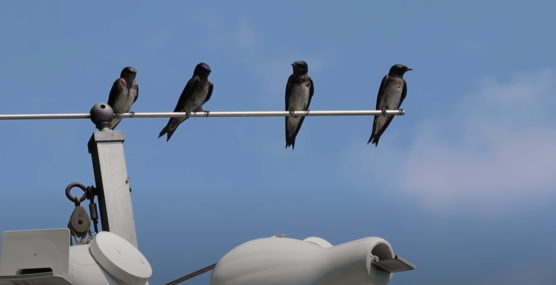 Shady Acres Campground: Part 3 Purple Martin Colony Video