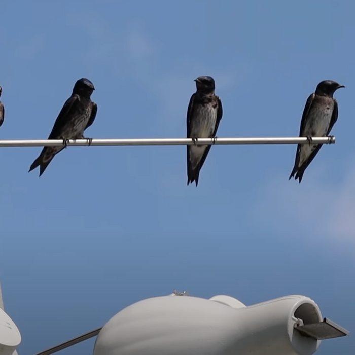 Shady Acres Campground: Part 3 Purple Martin Colony Video