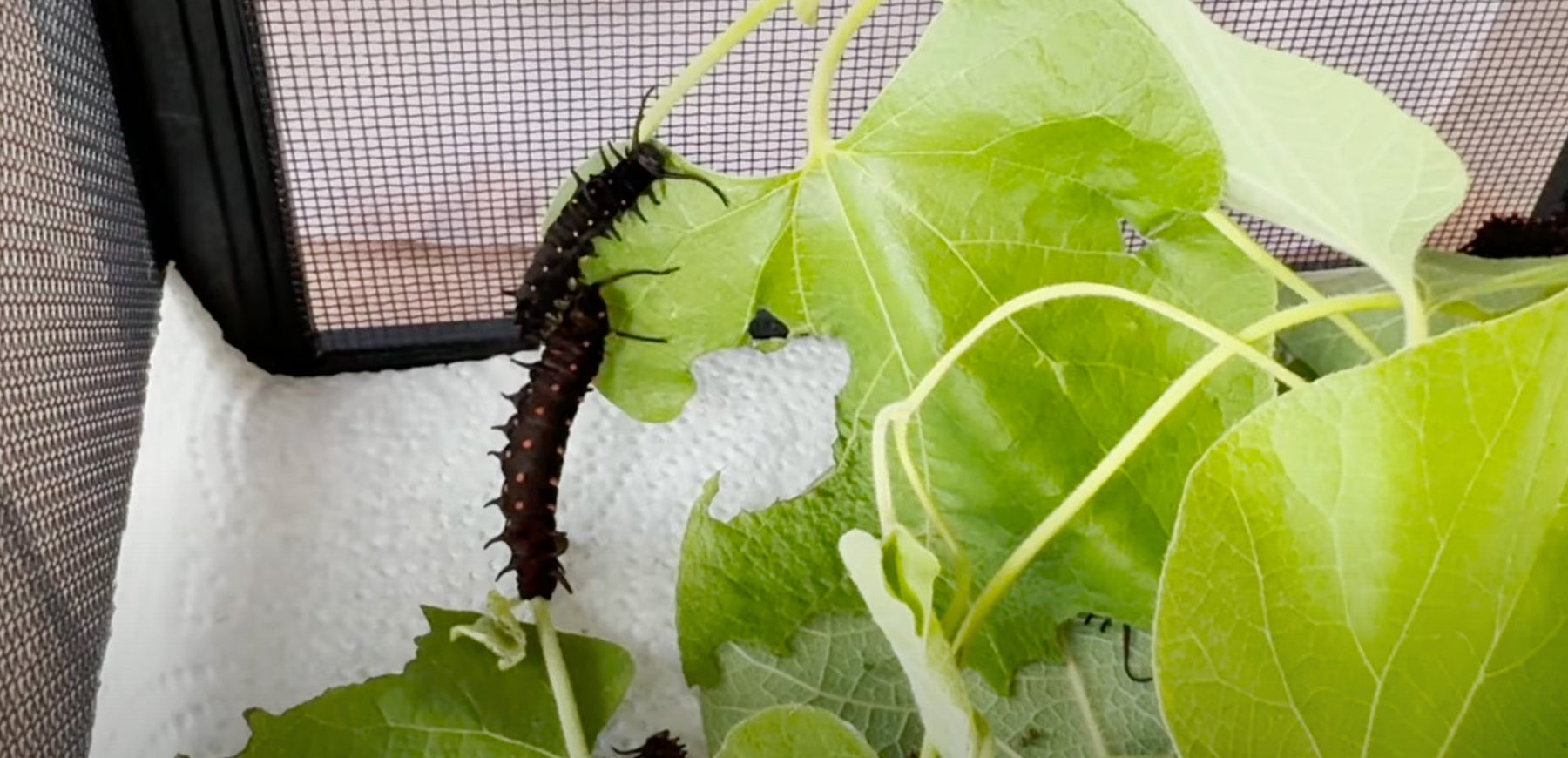 Mondays with Martha #250 - Shady Acres Campground Part 1: Pollinator Projects Video