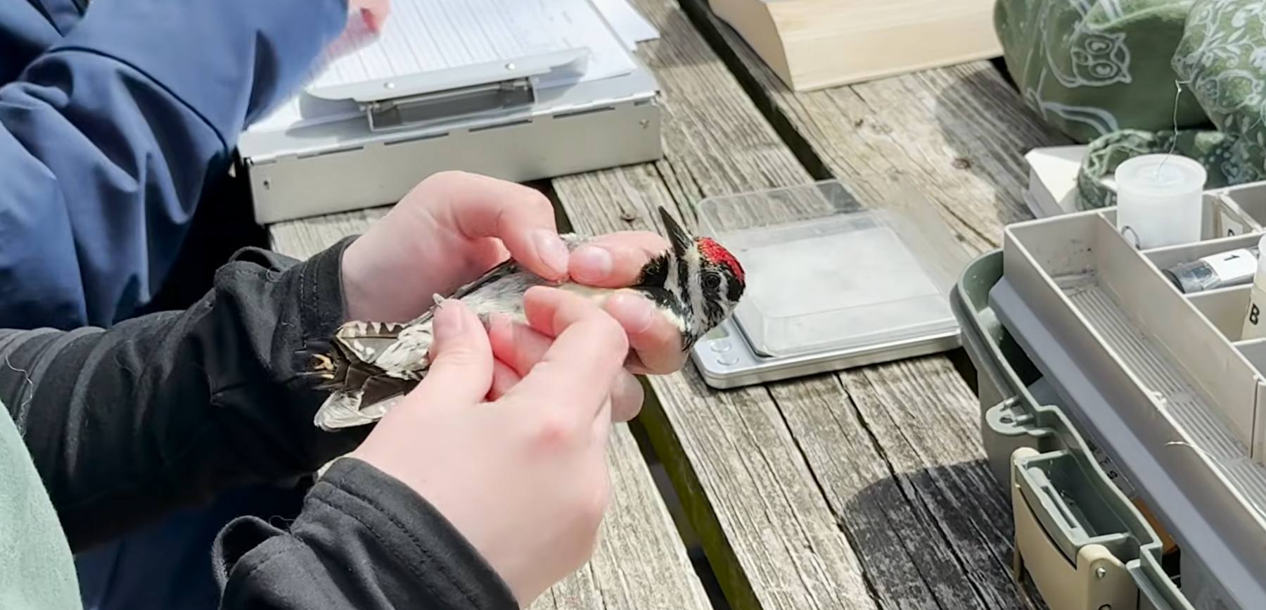 Spring Bird Migration Bandathon at Chippewa Nature Center Video