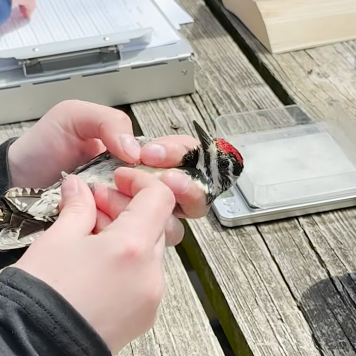 Spring Bird Migration Bandathon at Chippewa Nature Center Video