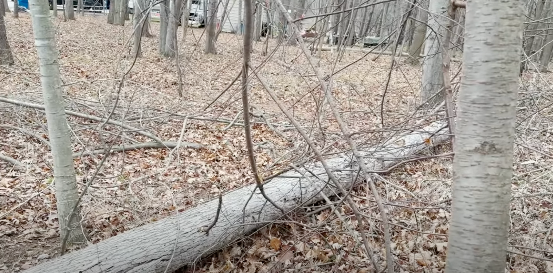 The Importance of Coarse Woody Debris Video 