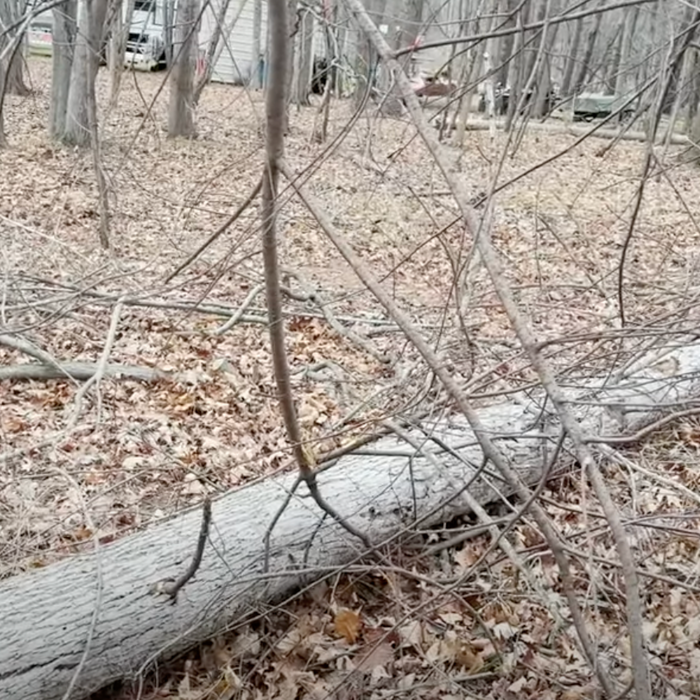 The Importance of Coarse Woody Debris Video 