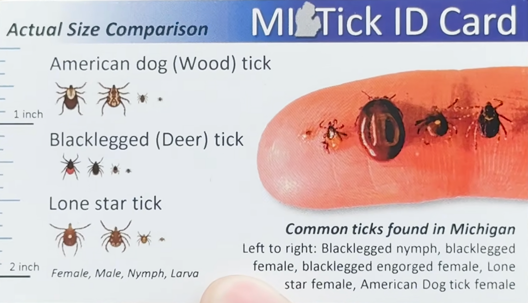 Tick Identification in Michigan Video