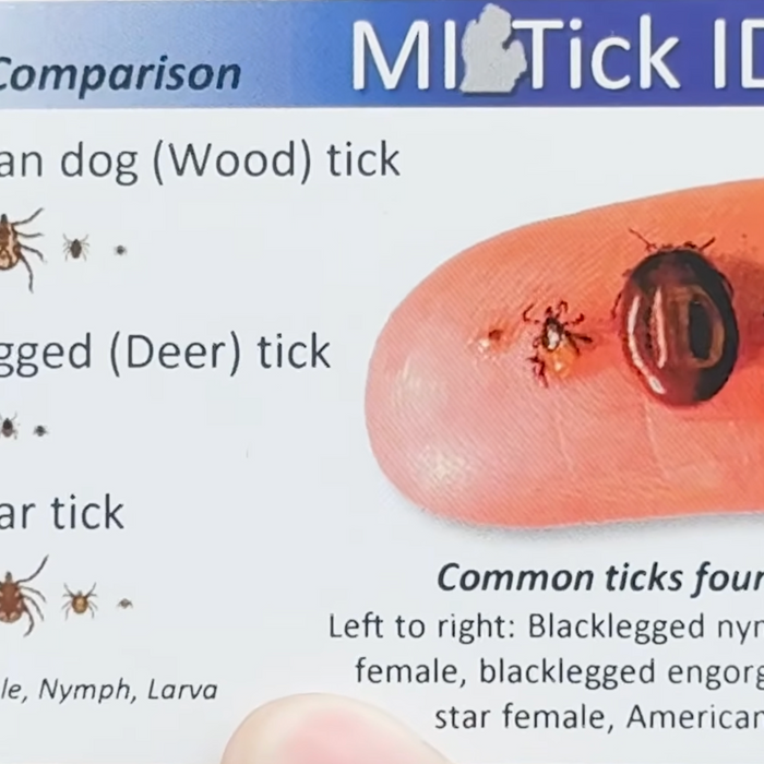 Tick Identification in Michigan Video