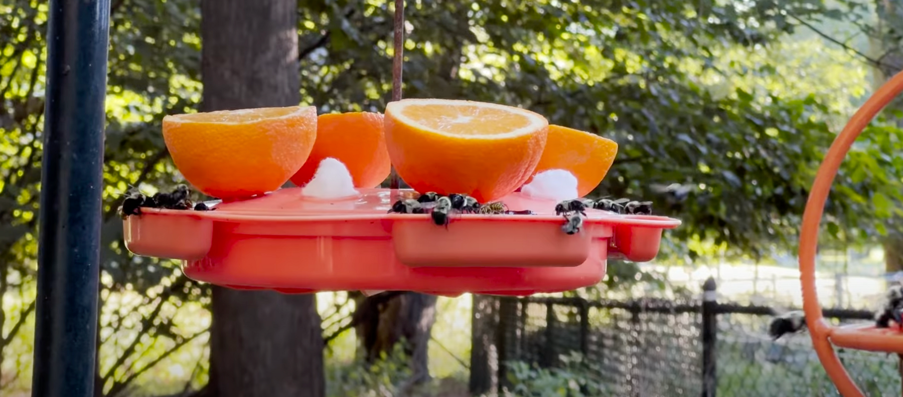 Troubleshooting Oriole Feeders for Bees & Wasps Video