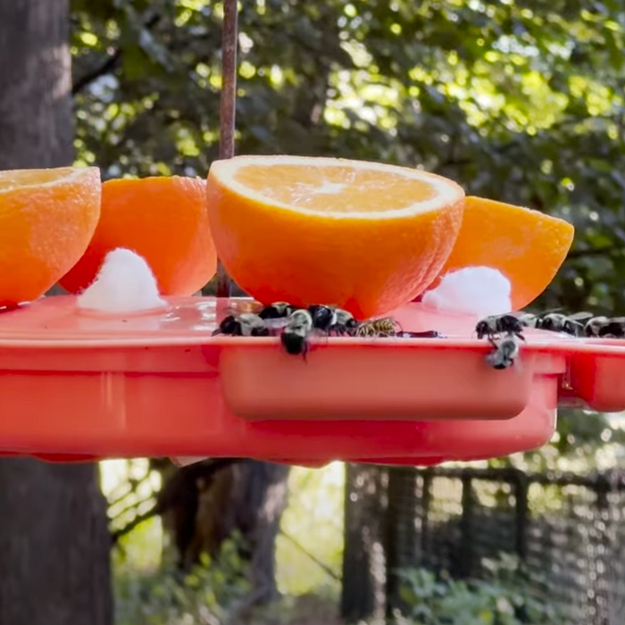Troubleshooting Oriole Feeders for Bees & Wasps Video