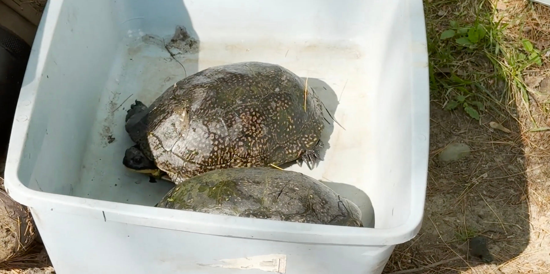 Turtle Monitoring at Chippewa Nature Center Video