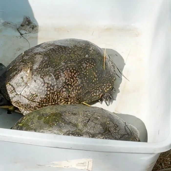 Turtle Monitoring at Chippewa Nature Center Video