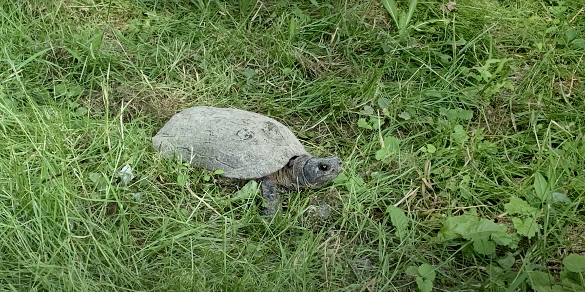 Mondays with Martha #106 - How to Help Turtles — Nature Niche