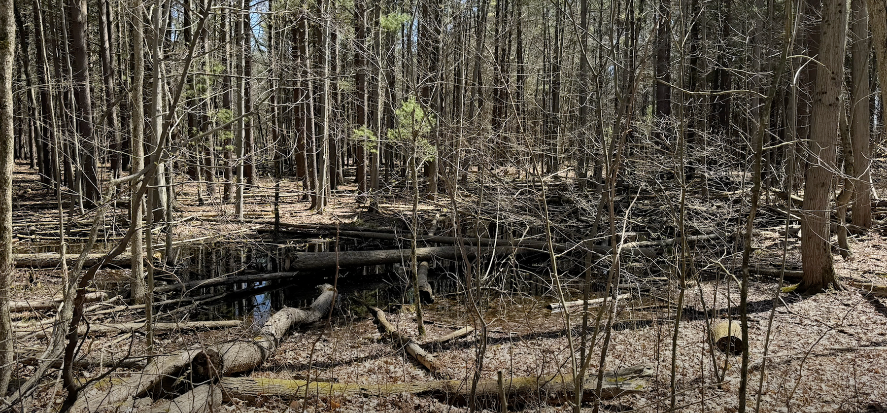 Vernal Pool Observations & Etiquette Video