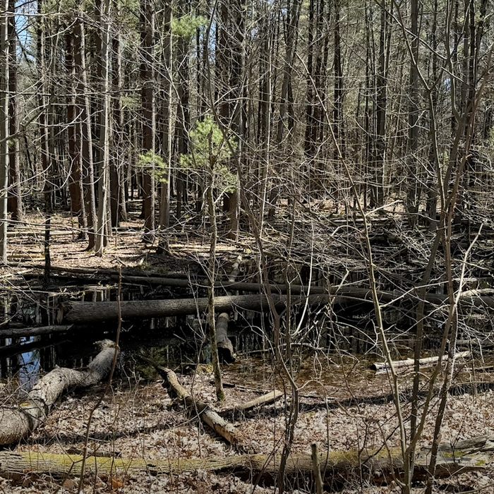 Vernal Pool Observations & Etiquette Video