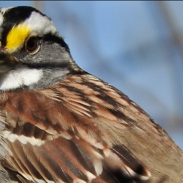 White-Throated Sparrow Video