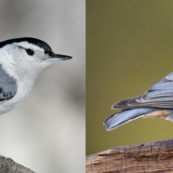 White-breasted vs. Red-breasted Nuthatch Video