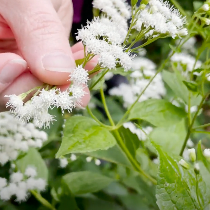 White Snakeroot Video