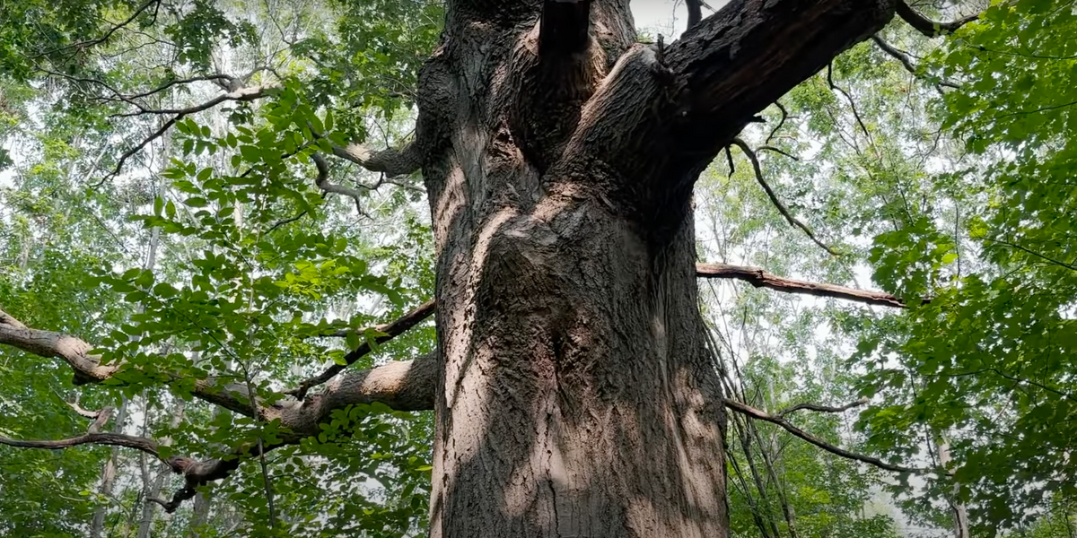 Mondays with Martha #167 - Wolf Trees — Nature Niche