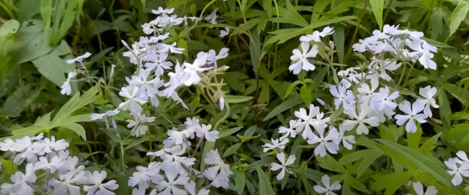 Woodland Phlox Video