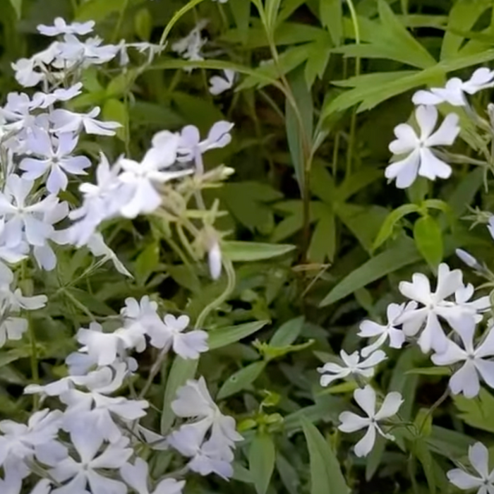 Woodland Phlox Video