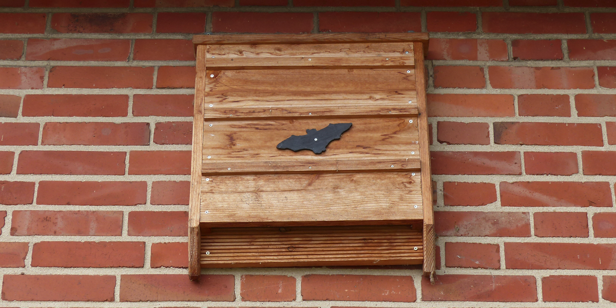How to Choose the Right Bat Box Placement — Nature Niche