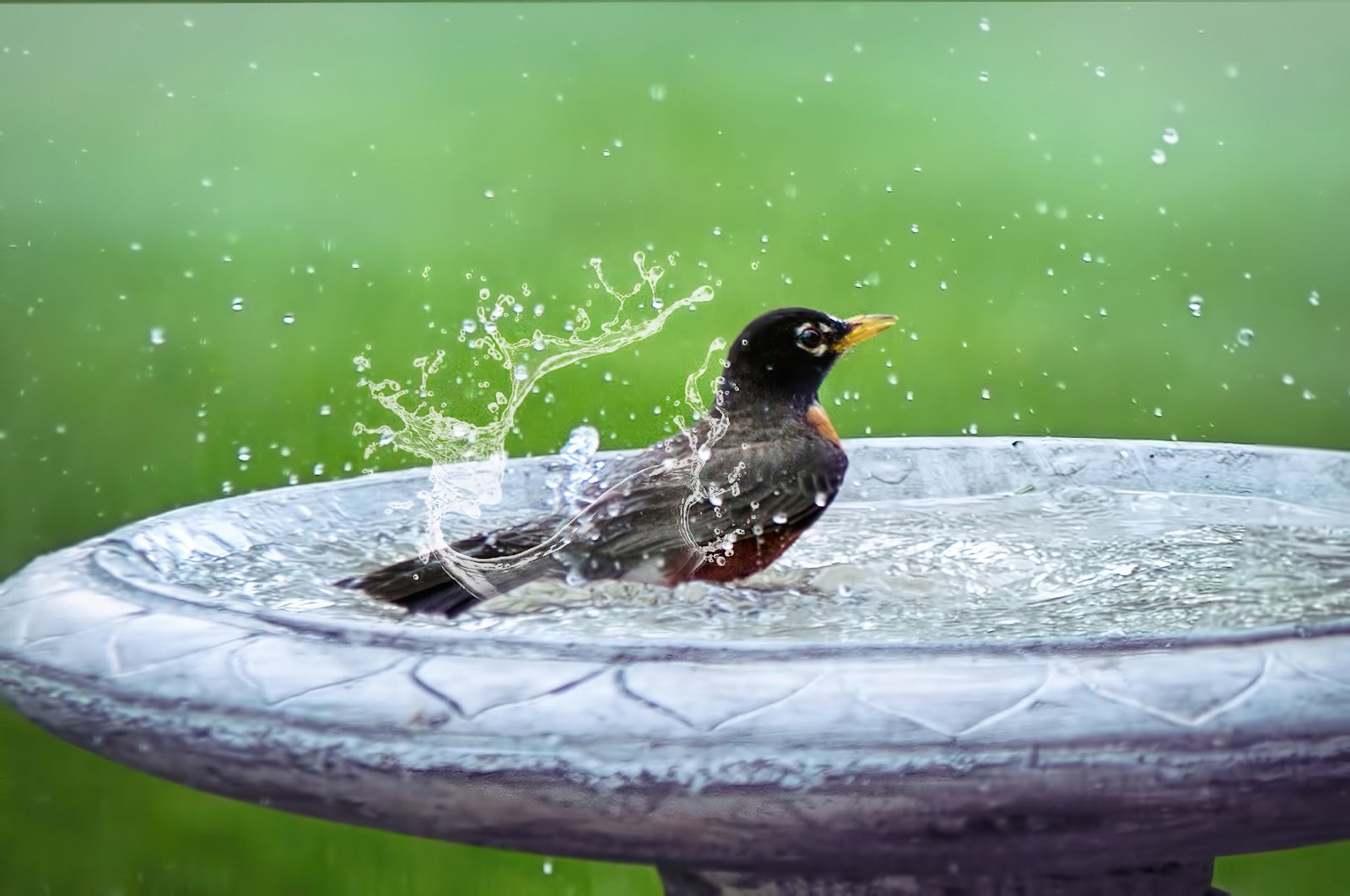 How to Choose the Best Birdbath for Your Yard