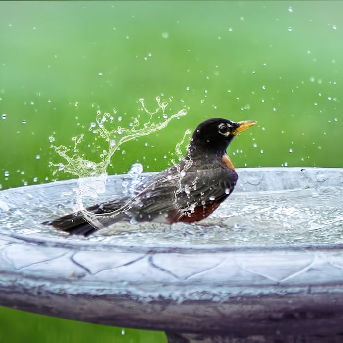 How to Choose the Best Birdbath for Your Yard