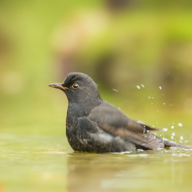 Birdbath Drippers: A Complete Guide