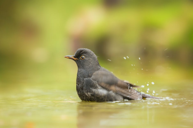 Nature Oasis Mini Birdbath & Drinker