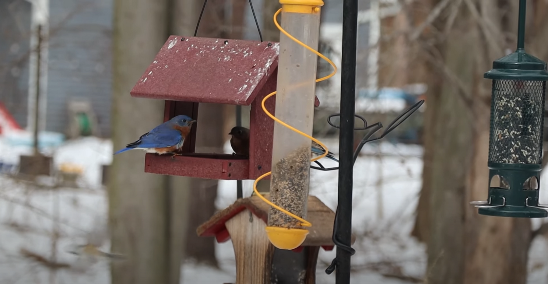 Attracting Bluebirds in Winter