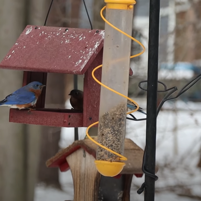 Attracting Bluebirds in Winter