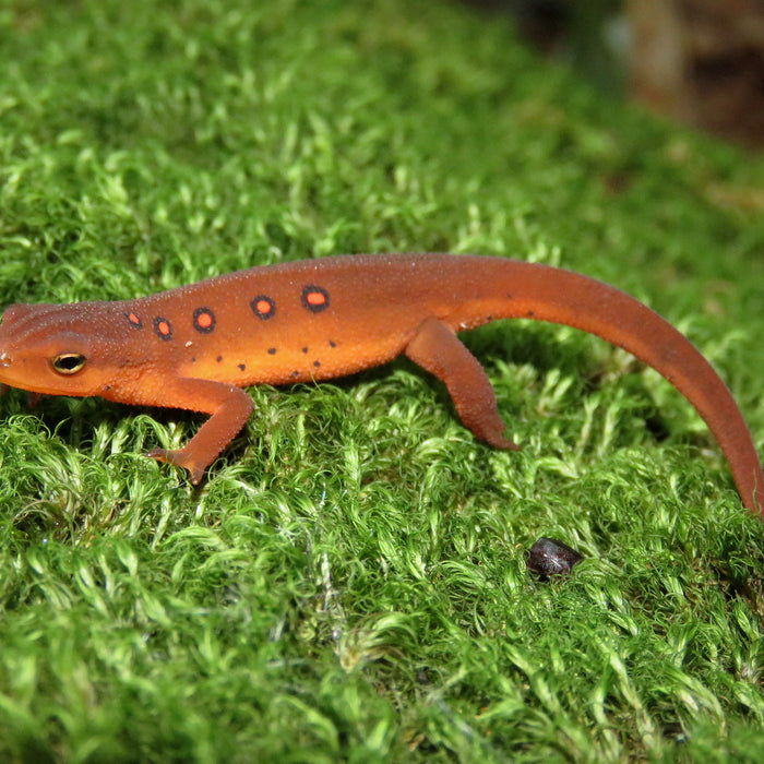 eastern newt blog post