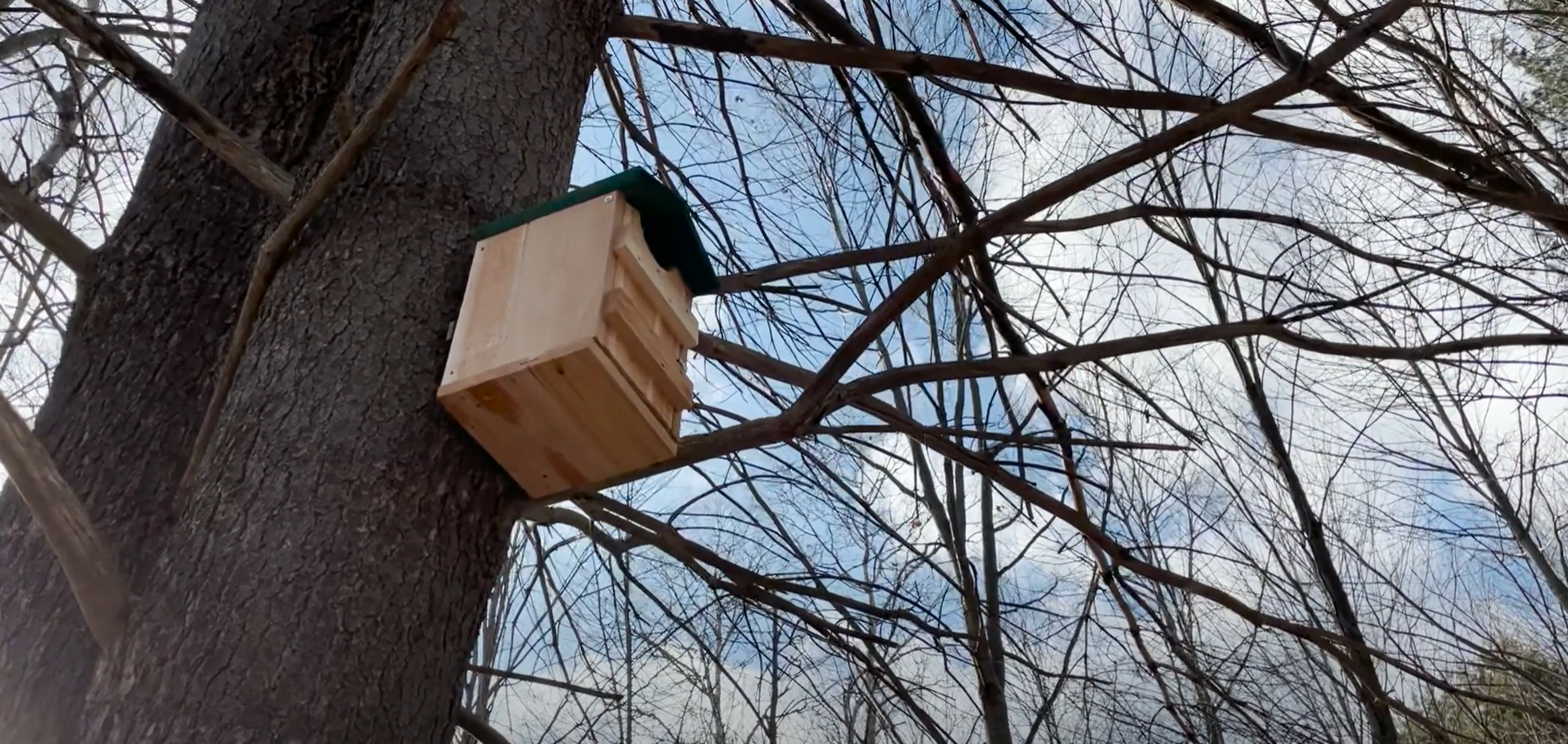 Owl Box Installation