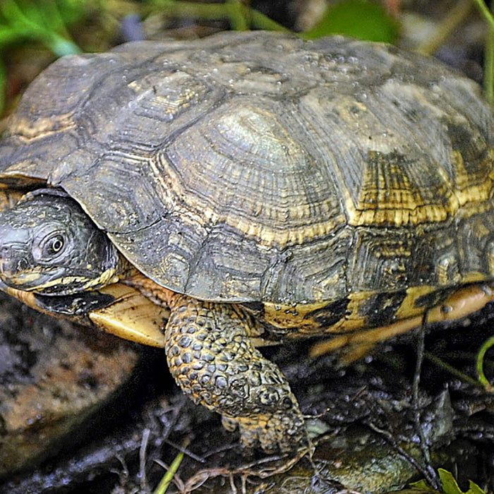 Wood Turtle blog picture