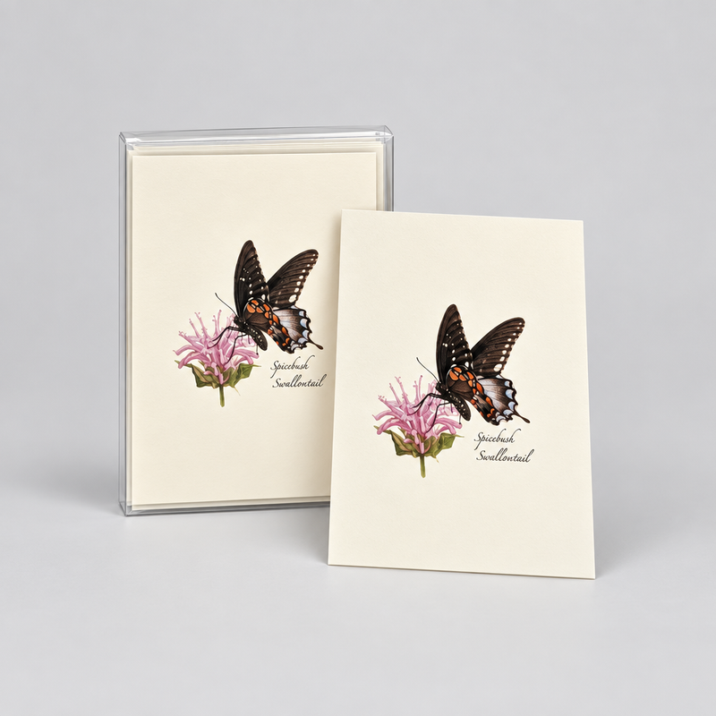Spicebush Swallowtail Butterfly Notecard Boxed Set of 8