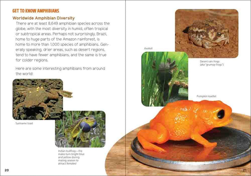 Reptiles & Amphibians for Kids 
sample page
