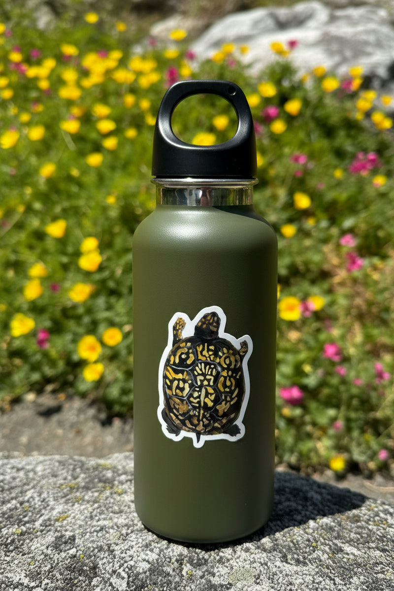 Box Turtle Sticker
