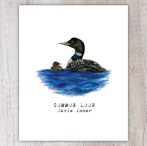 Illustration of a common loon and chick on water with 'Common Loon' text below.