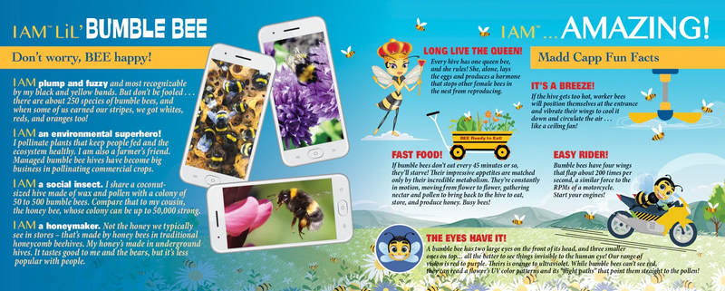 Information page about bumble bee with colorful illustrations and text.