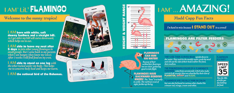Flamingo-themed educational material with text and images on a blue background