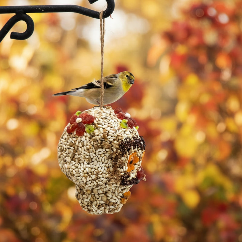 Seed Skull Bird Treat