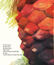 Pine Cone Regrown Picture Book
text and illustration about pinecones 