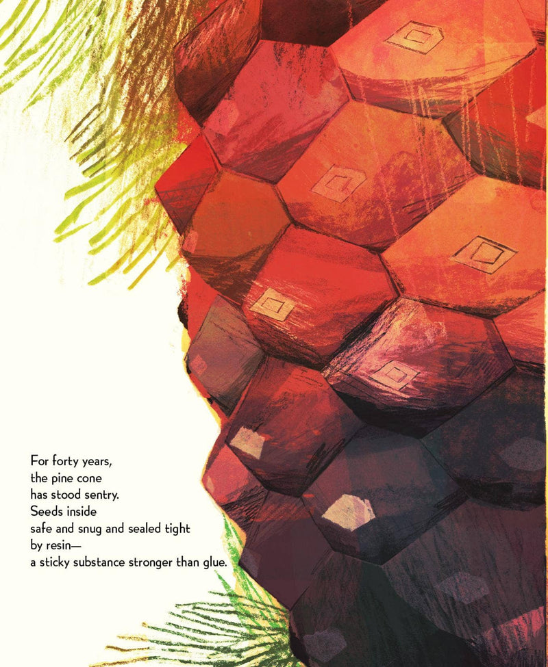 Pine Cone Regrown Picture Book
text and illustration about pinecones 