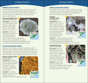Common Lichens of the Eastern United States Quick Guide sample pages