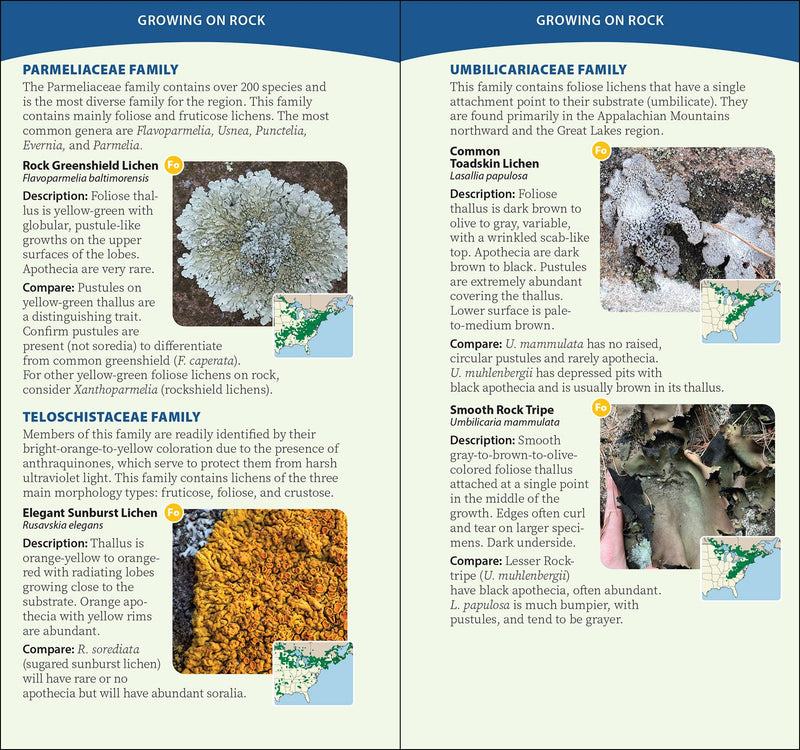 Common Lichens of the Eastern United States Quick Guide sample pages
