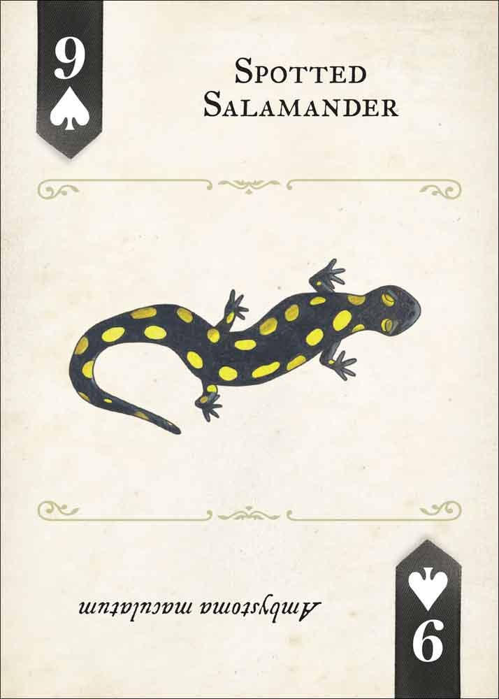 Reptiles & Amphibians Playing Cards