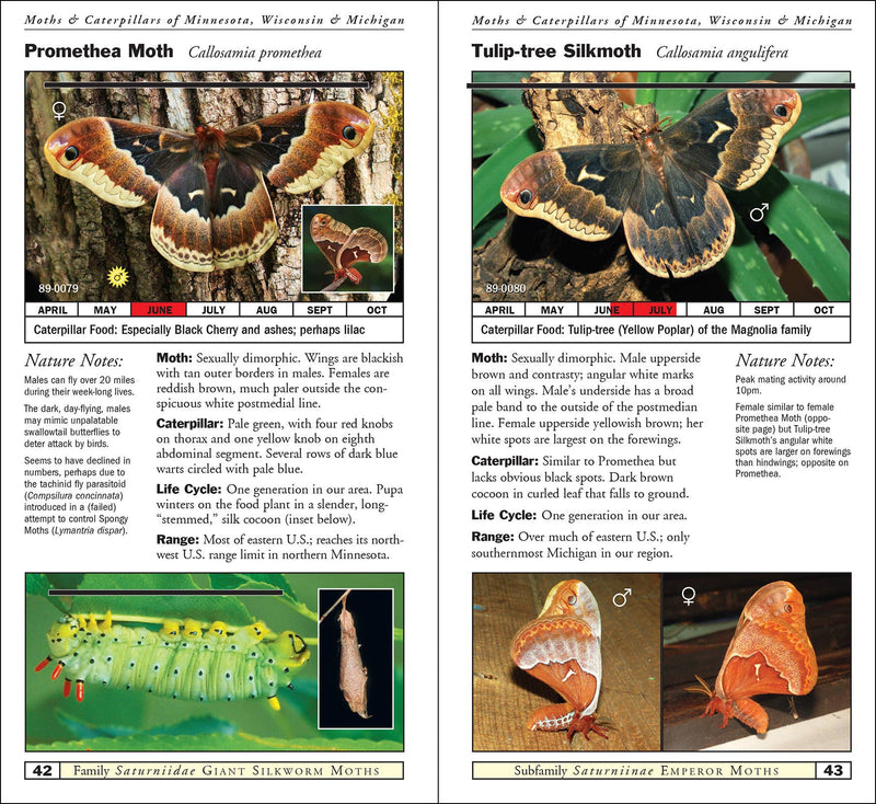 Moths & Caterpillars of Minnesota, Wisconsin & Michigan
sample pages