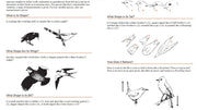 Educational chart with illustrations of birds and questions about their shapes and behaviors.